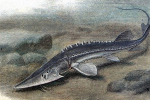 Sidrarya lopatos Sidrarya lopatos